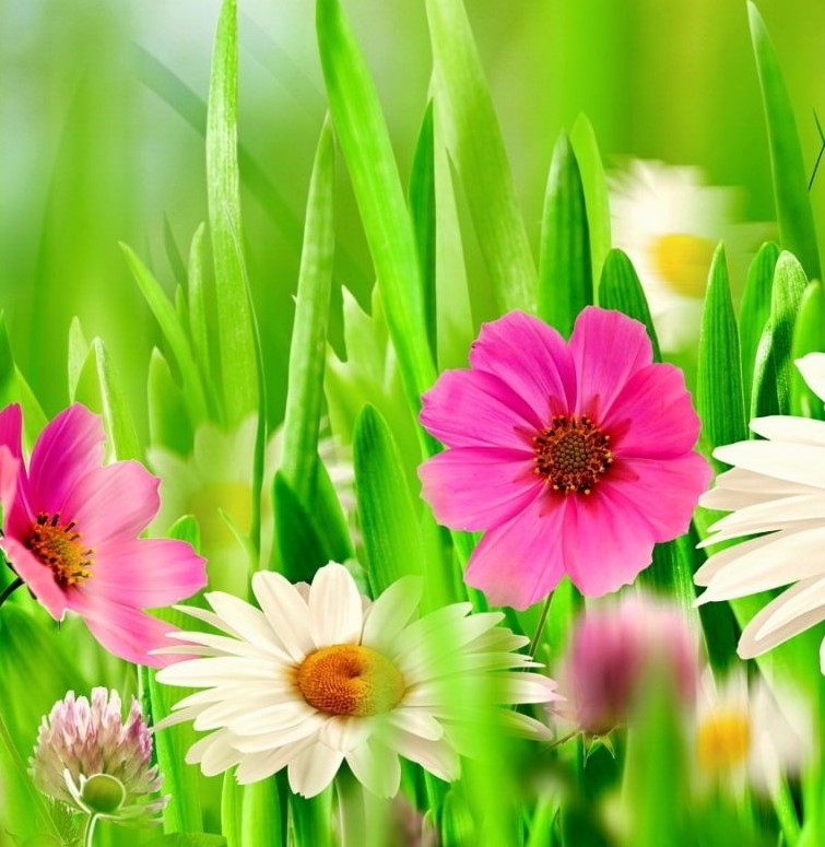 Spring-cropped.jpg